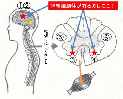 brain to muscle